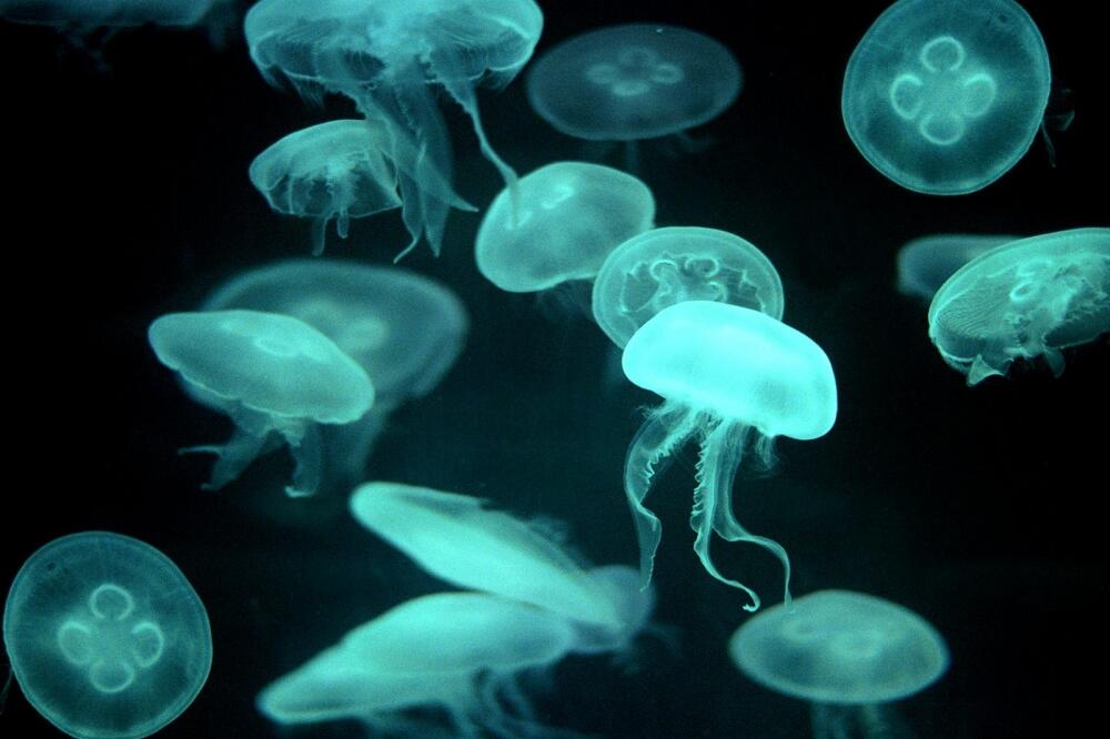 Meduza, Foto: Homeworld