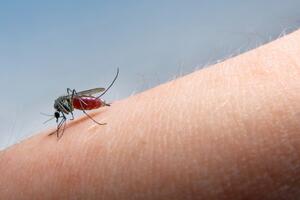 Kako da zaštitite dijete od komaraca?