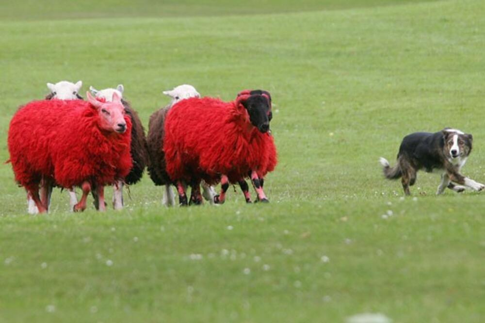 ovce, Foto: Dev.celebrity.aol.co.uk