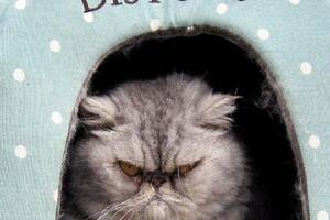 Upoznajte najvećeg mrguda među mačorima - Mister Pipa