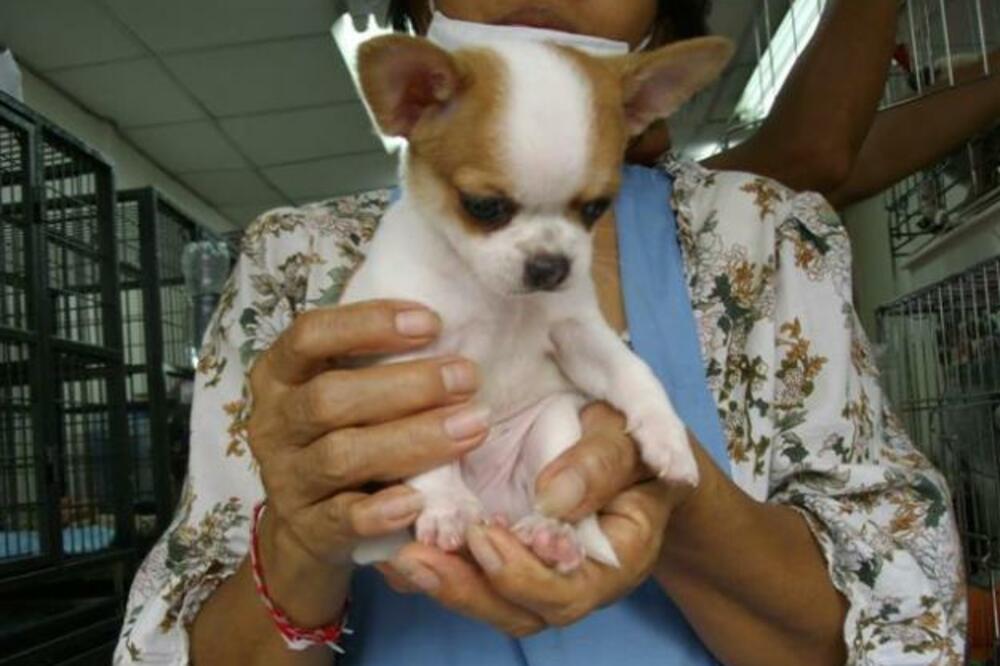 ljubimac, Foto: Mumbai.olx.in