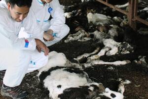 Holanđani zabranili religiozno ritualno klanje životinja