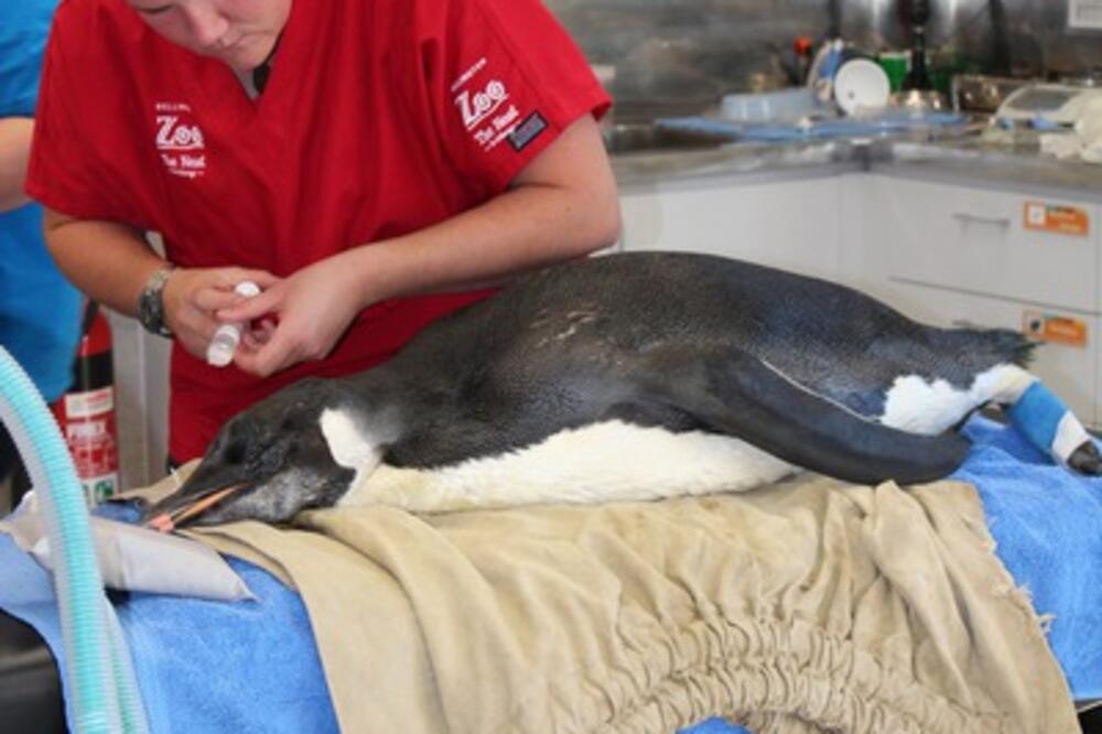 pingvin, Foto: Facebook