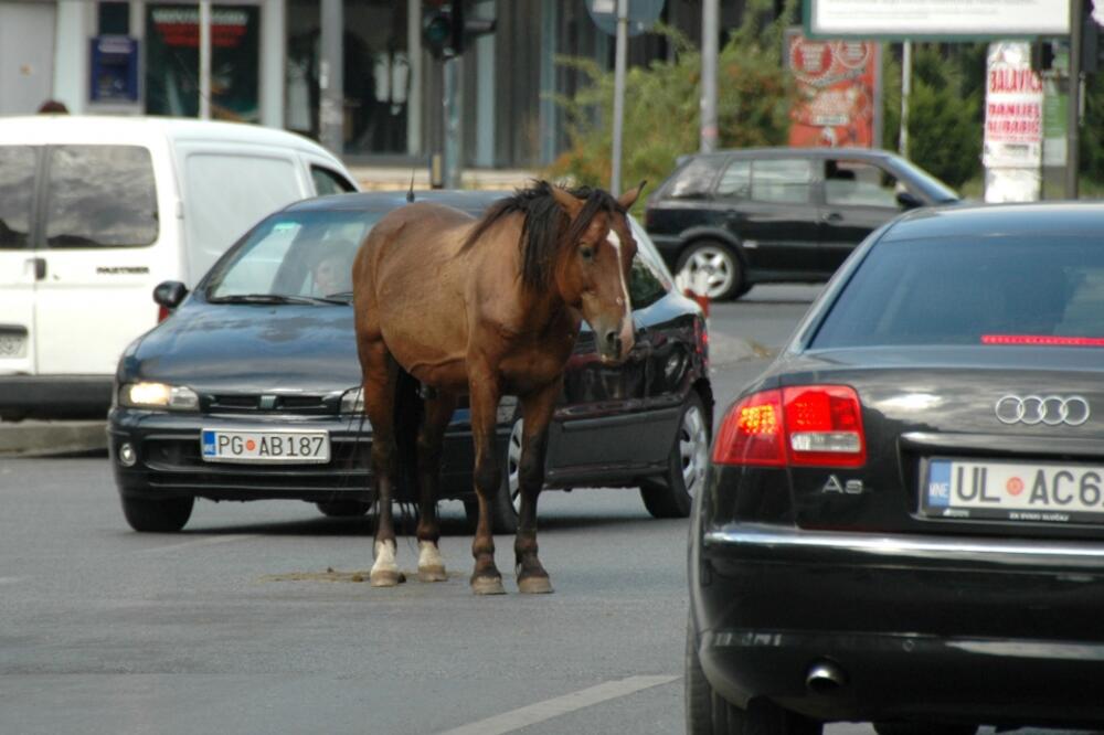 konj, Foto: Luka Zeković