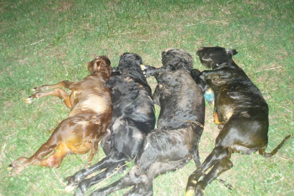 krava, telad, Foto: Tufik Softić