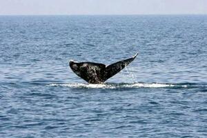 U Hrvatskoj ronilac vidio kita dugačkog 10 metara?