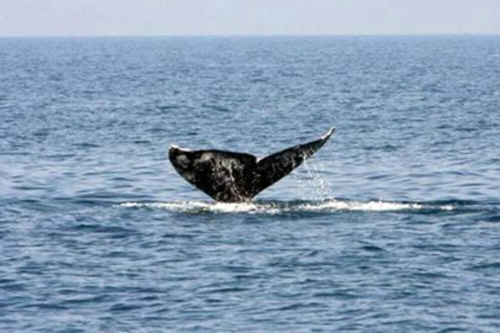 kit, Foto: Zivotinje.info