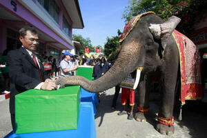 Na Tajlandu i slonovi glasaju