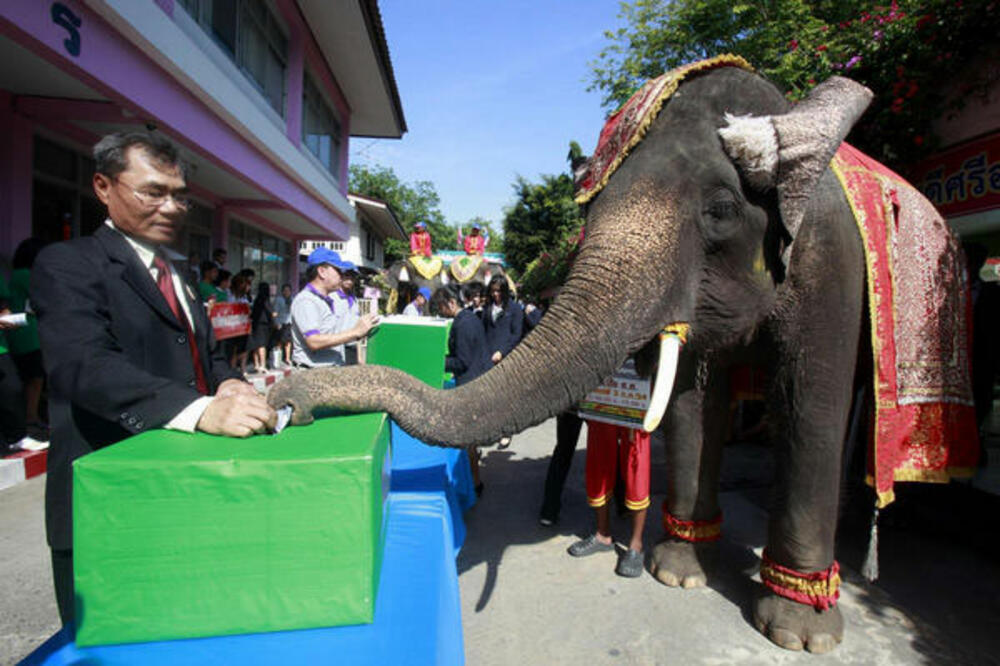 slon, glasanje, izbori, Tajland, Foto: CHINA DAILY/ANN