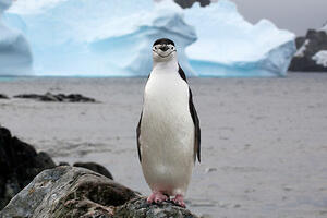 Carski pingvin zalutao na Novi Zeland