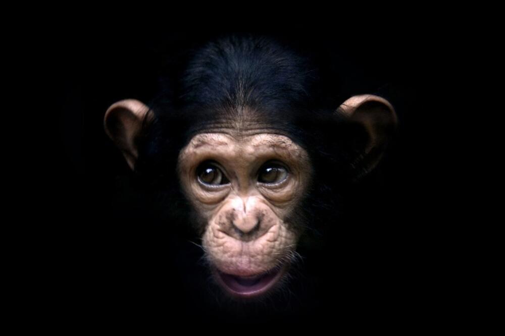 Majmun, Foto: Greenprophet.com
