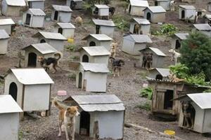 1.600 pasa lutalica ima sopstveno predgrađe u Brazilu