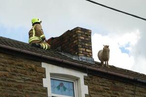 Šta radi ovca na krovu kuće?