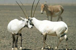 Arapski "jednorog" vraćen sa ivice izumiranja