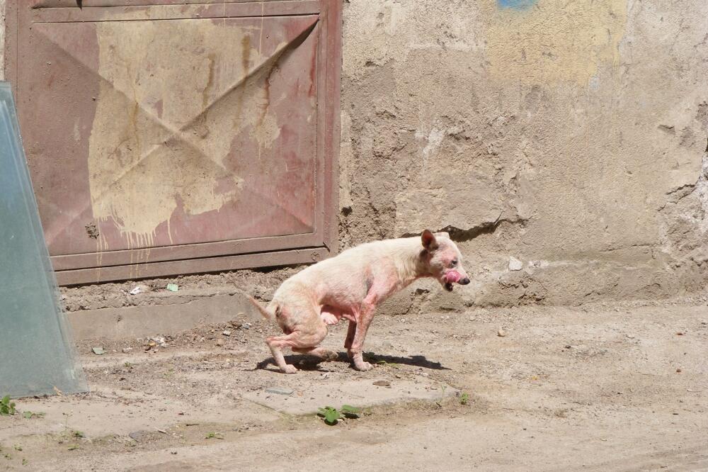 šugavi pas, Foto: Beća Čoković