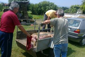 Veterinarka sumnja da su svinje u Bistrici uginule zbog ešerihije...