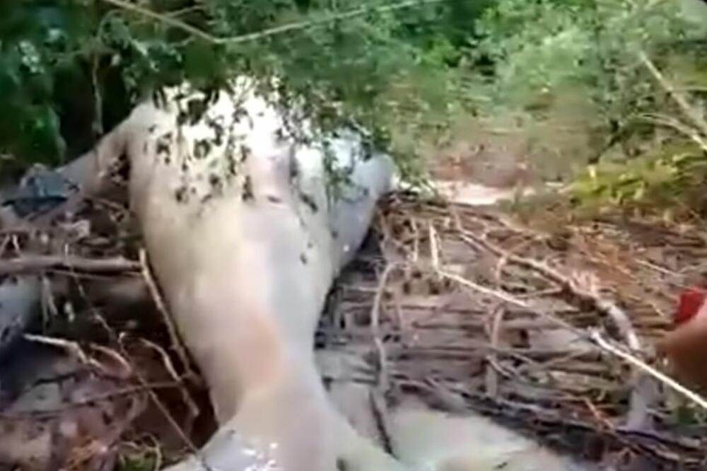 Leš kita, Foto: Youtube/Daily Mail