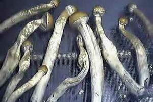 London: Uništena tona radioaktivnih gljiva