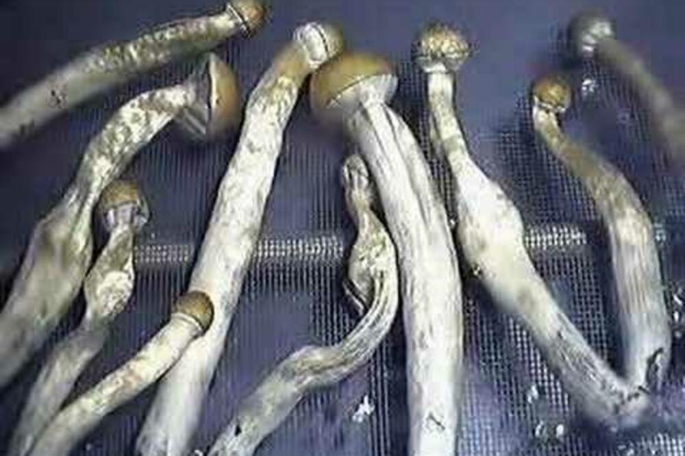 gljive, Foto: Wn.com