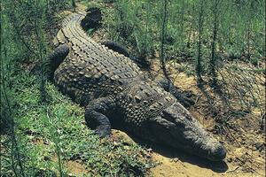 Krokodil dug 4,5 metara uhvaćen u Australiji