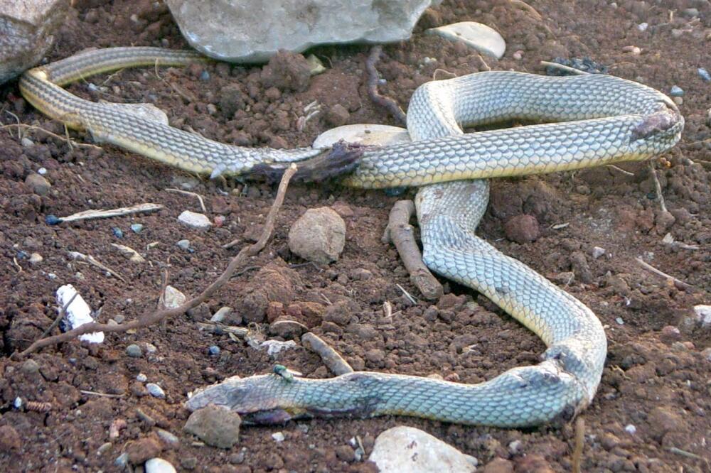 zmija, Foto: Arhiva "Vijesti"