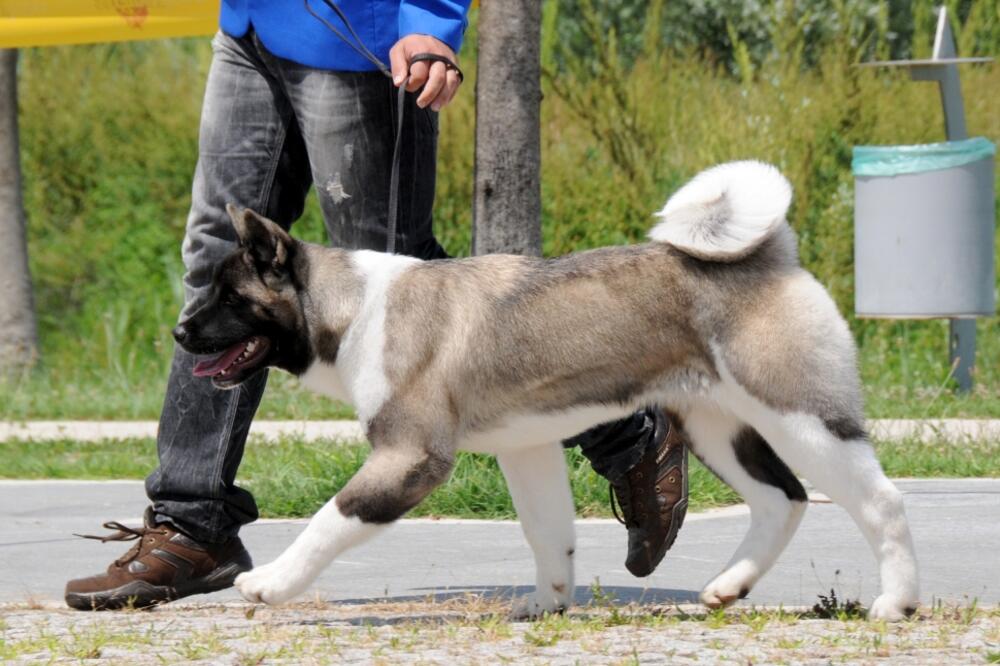 pas, Foto: Luka Zeković