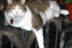 Azil u Ohaju preprodaje debele mačke