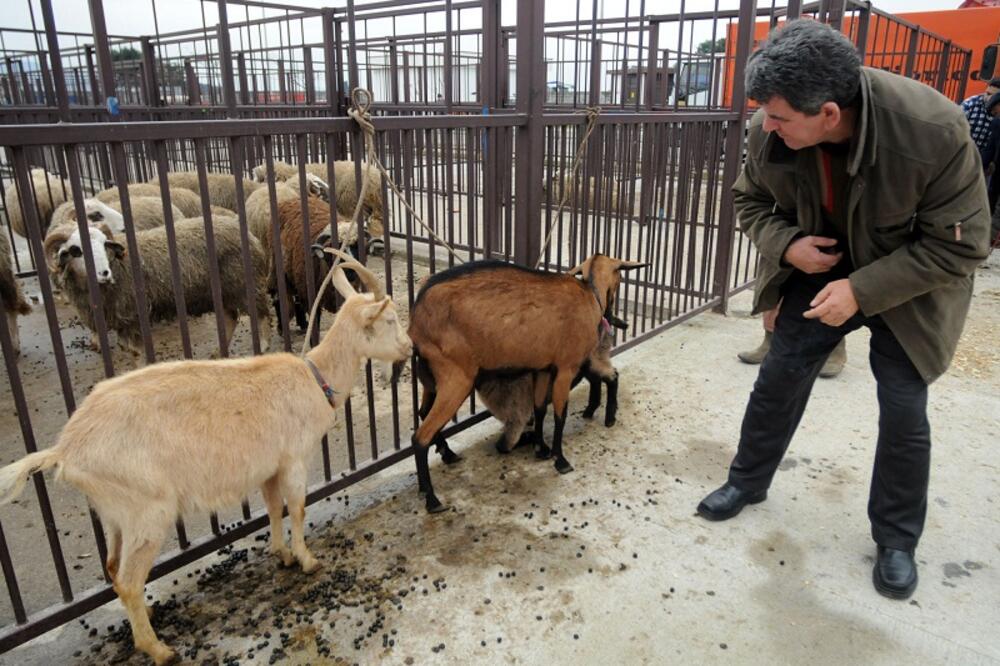 koze, stocna pijaca, Foto: Arhiva "Vijesti"