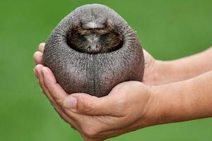 Upoznajte Beti - ježa bez bodlji i prijatelja