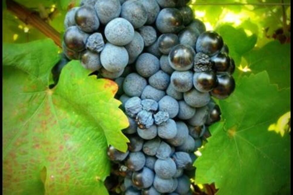 Kratošija, autohtona crnogorska sorta, Foto: Vladimir Nikaljević