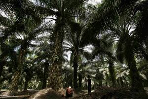 U Brazilu ubijen borac za zaštitu amazonske šume