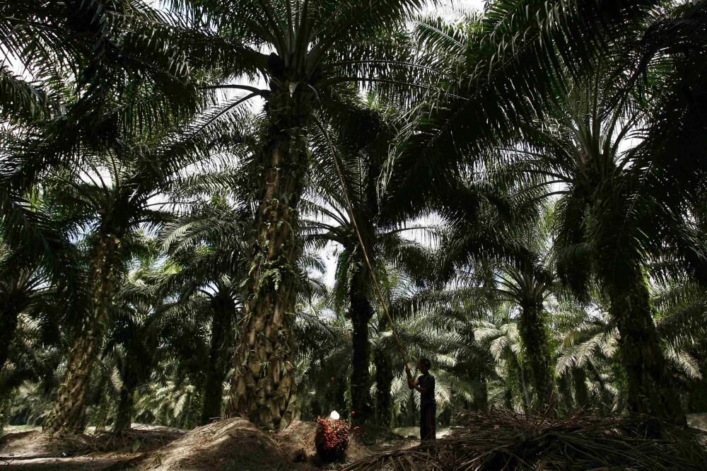 šuma, Foto: Rojters