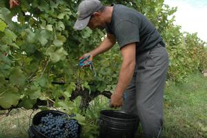 Angažovanjem domaće radne snage u sezoni poslodavci na dobitku