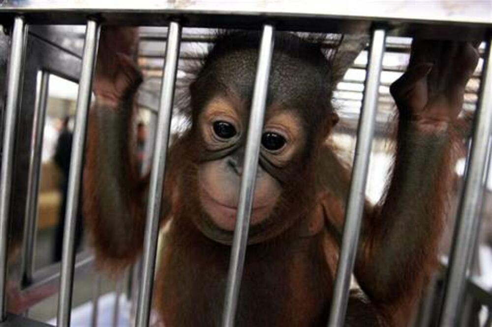 Majmun u kavezu, Foto: Msnbc
