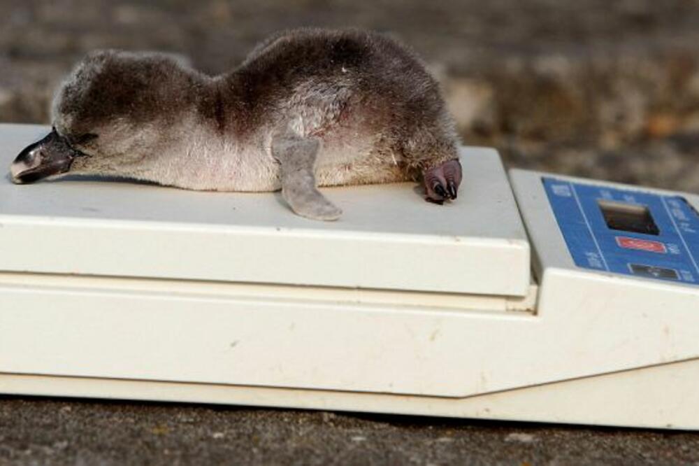 kraljevski pingvin, Foto: Dailymail.co.uk