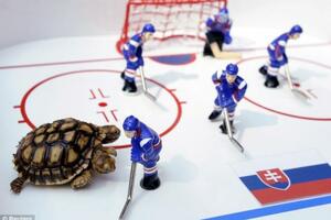 Dvoglava kornjača Magdalena prognozira rezultate u hokeju