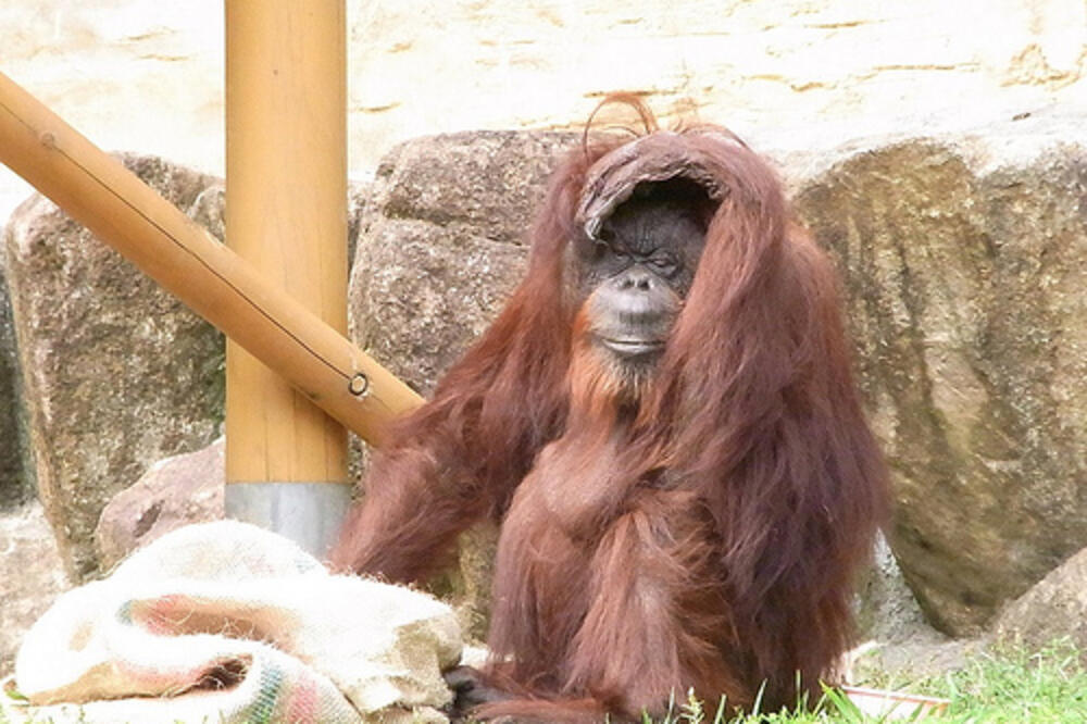 Orangutan Moli, Foto: Flickr