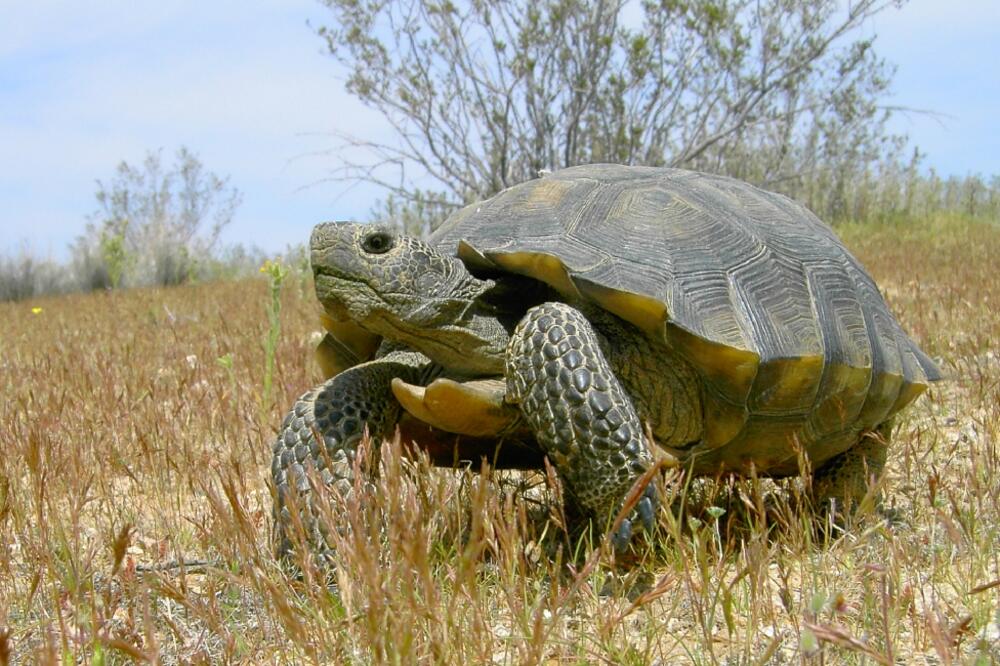 pustinjska kornjača, Foto: Gallery.usgs.gov
