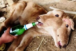 U Kini rođeno dvoglavo tele