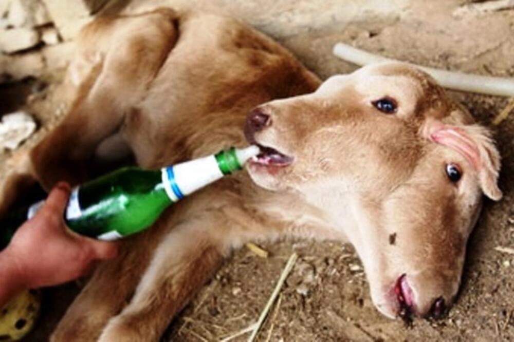 dvoglavo tele, Foto: AP