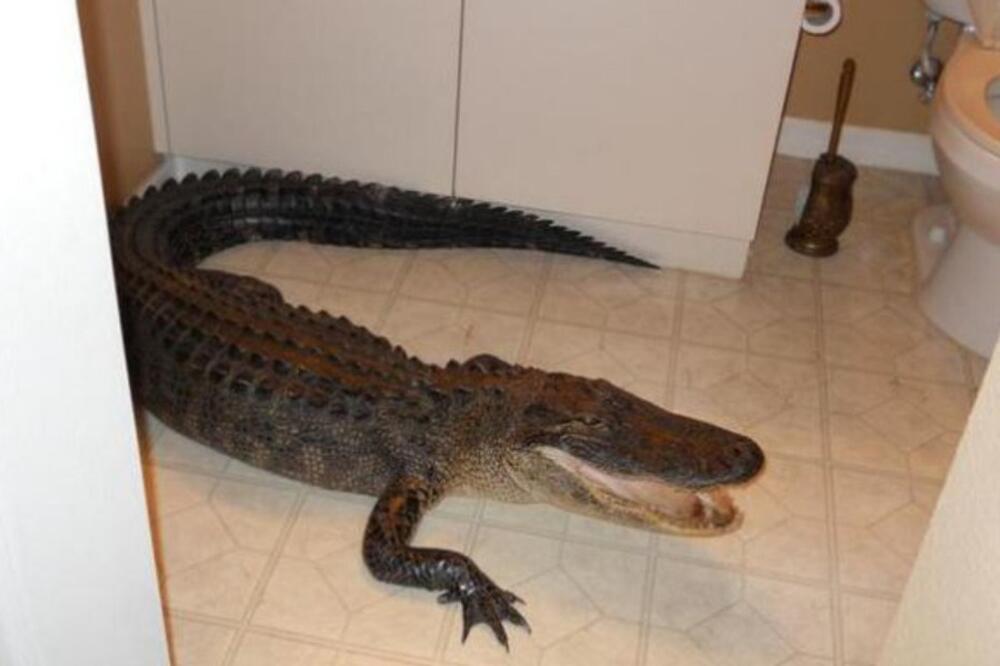 aligator, Foto: Dailymail.co.uk