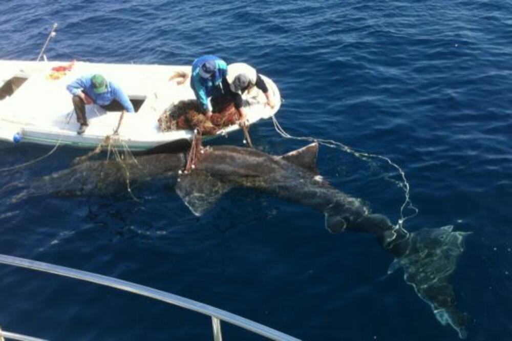 moraski pas Hrvatska, Foto: MUP Hrvatska