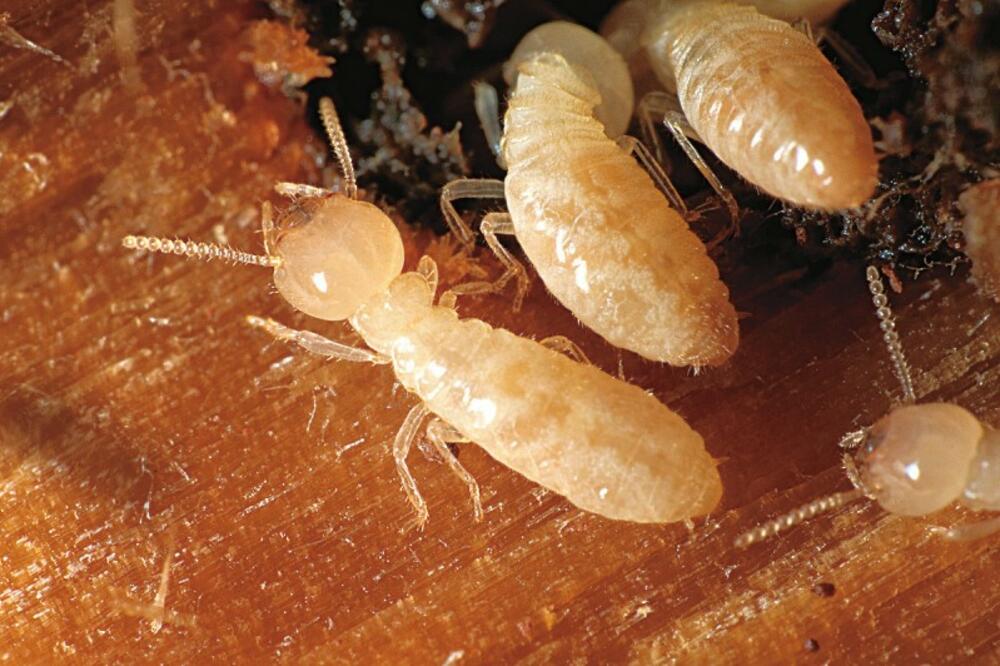 termiti, Foto: Vtm.zive.cz