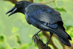 Balonima protiv vrana u Litvaniji