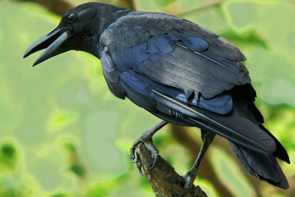 vrana, Foto: Doh.state.fl.us