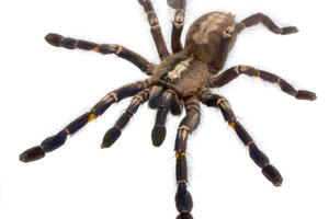 Otkriven prvi slučaj gdje mužjak pauka jede ženku nakon parenja