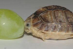Pogledajte Tim - kornjaču koja je manja od zrna grožđa