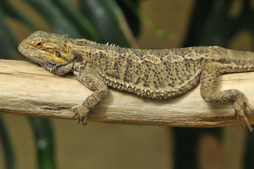 gušter, Foto: Shutterstock.com