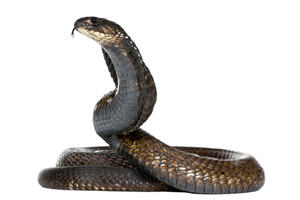 Egipatska kobra na Tviteru: Pravo ime mi je Džastin Biber