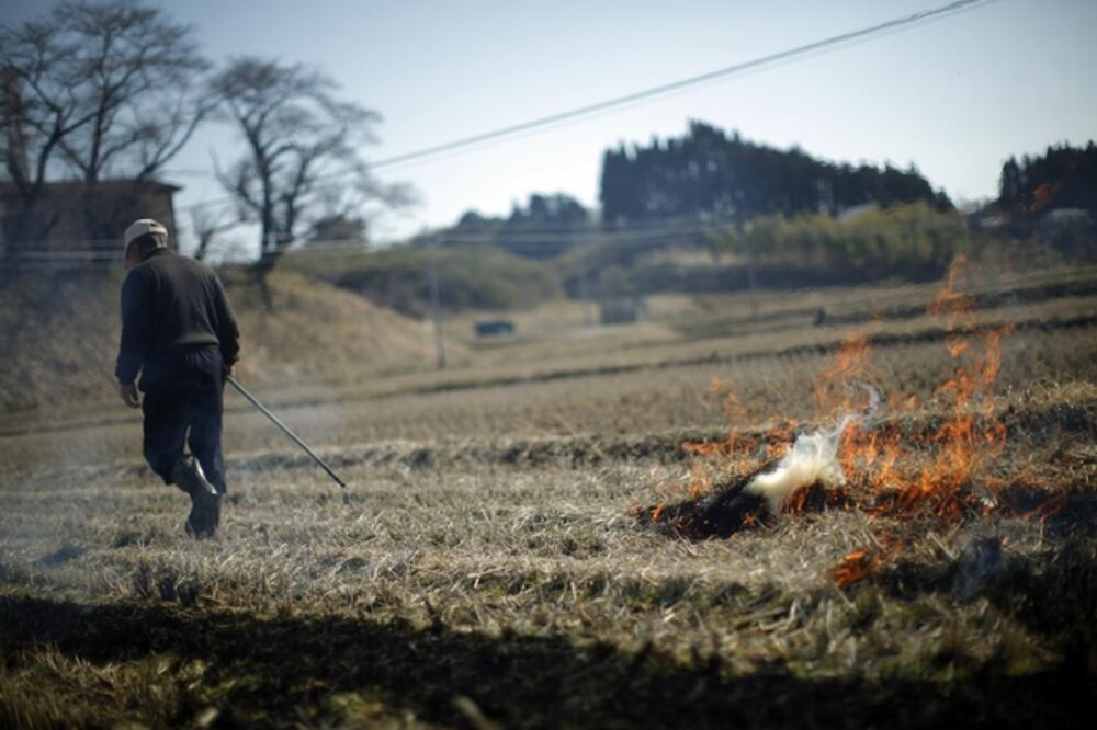 pirinač, Foto: Rojters
